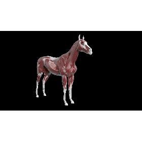 Horse Anatomy